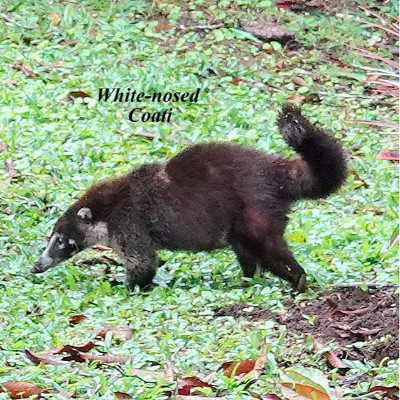 White-nosed Coati